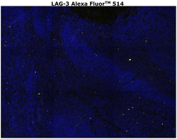 Invitrogen&trade;&nbsp;CD223 (LAG-3) Monoclonal Antibody (3DS223H), Alexa Fluor&trade; 514
