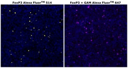 Invitrogen&trade;&nbsp;FOXP3 Monoclonal Antibody (236A/E7), Alexa Fluor&trade; 514