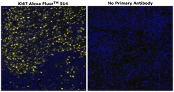 Ki-67 Monoclonal Antibody (SolA15), Alexa Fluor&trade; 514, Invitrogen&trade;