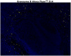 Invitrogen Granzyme B Monoclonal Antibody (496B), Alexa Fluor 514 500 &mu;L;
