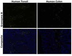 Invitrogen Granzyme B Monoclonal Antibody (496B), Alexa Fluor 514 500 &mu;L;