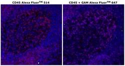 Invitrogen&trade;&nbsp;CD45 Monoclonal Antibody (CD45-2B11), Alexa Fluor&trade; 514