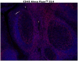Invitrogen&trade;&nbsp;CD45 Monoclonal Antibody (CD45-2B11), Alexa Fluor&trade; 514