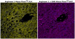 Invitrogen Arginase 1 Monoclonal Antibody (sl6arg), Alexa Fluor 514 500