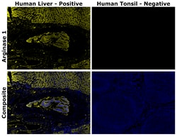 Invitrogen™ Arginase 1 Monoclonal Antibody (sl6arg), Alexa Fluor™ 514