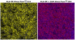 Invitrogen™ HLA-DR Monoclonal Antibody (LN3), Alexa Fluor™ 514