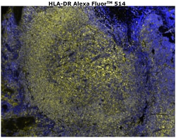 HLA-DR Monoclonal Antibody (LN3), Alexa Fluor™ 514, Invitrogen™