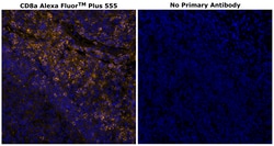 CD8 alpha Monoclonal Antibody (C8/144B), Alexa Fluor&trade; Plus 555, Invitrogen&trade;