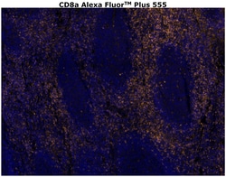 CD8 alpha Monoclonal Antibody (C8/144B), Alexa Fluor™ Plus 555, Invitrogen™