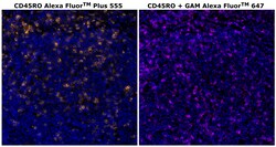 Invitrogen CD45RO Monoclonal Antibody (UCHL1), Alexa Fluor Plus 555 500