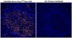 Invitrogen CD45RO Monoclonal Antibody (UCHL1), Alexa Fluor Plus 555 500