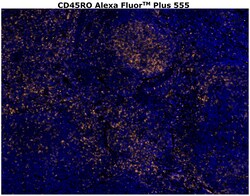 Invitrogen CD45RO Monoclonal Antibody (UCHL1), Alexa Fluor Plus 555 500
