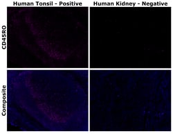 Invitrogen CD45RO Monoclonal Antibody (UCHL1), Alexa Fluor Plus 555 500