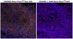 Invitrogen CD45RA Monoclonal Antibody (HI100), Alexa Fluor Plus 555 500