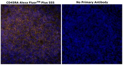 Invitrogen CD45RA Monoclonal Antibody (HI100), Alexa Fluor Plus 555 500