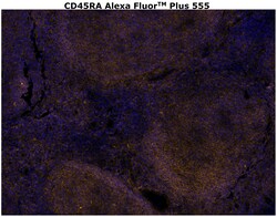Invitrogen CD45RA Monoclonal Antibody (HI100), Alexa Fluor Plus 555 500