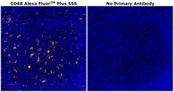 Invitrogen&trade;&nbsp;CD68 Monoclonal Antibody (KP1), Alexa Fluor&trade; Plus 555