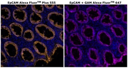 Invitrogen&trade;&nbsp;CD326 (EpCAM) Monoclonal Antibody (VU-1D9), Alexa Fluor&trade; Plus 555