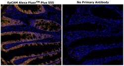 Invitrogen CD326 (EpCAM) Monoclonal Antibody (VU-1D9), Alexa Fluor Plus 555 500 &mu;L | Buy Online | Invitrogen&trade; | Fisher Scientific