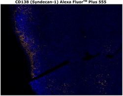 Invitrogen CD138 Monoclonal Antibody (MI15), Alexa Fluor Plus 555 500 &mu;L;