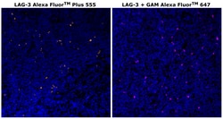 Invitrogen™ CD223 (LAG-3) Monoclonal Antibody (3DS223H), Alexa Fluor™ Plus 555