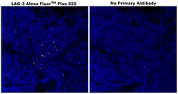Invitrogen&trade;&nbsp;CD223 (LAG-3) Monoclonal Antibody (3DS223H), Alexa Fluor&trade; Plus 555