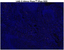 Invitrogen&trade;&nbsp;CD223 (LAG-3) Monoclonal Antibody (3DS223H), Alexa Fluor&trade; Plus 555