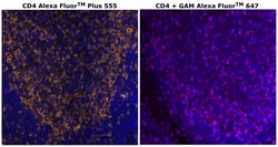 CD4 Monoclonal Antibody (N1UG0), Alexa Fluor&trade; Plus 555, Invitrogen&trade;
