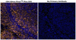 CD4 Monoclonal Antibody (N1UG0), Alexa Fluor&trade; Plus 555, Invitrogen&trade;