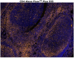 CD4 Monoclonal Antibody (N1UG0), Alexa Fluor™ Plus 555, Invitrogen™