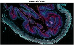 Invitrogen&trade;&nbsp;CD4 Monoclonal Antibody (N1UG0), Alexa Fluor&trade; Plus 555