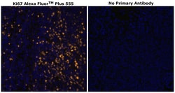 Ki-67 Monoclonal Antibody (SolA15), Alexa Fluor&trade; Plus 555, Invitrogen&trade;