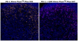 Invitrogen&trade;&nbsp;PD-1 (CD279) Recombinant Rabbit Monoclonal Antibody (RM309), Alexa Fluor&trade; Plus 555