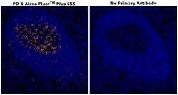 Invitrogen&trade;&nbsp;PD-1 (CD279) Recombinant Rabbit Monoclonal Antibody (RM309), Alexa Fluor&trade; Plus 555