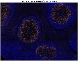 Invitrogen™ PD-1 (CD279) Recombinant Rabbit Monoclonal Antibody (RM309), Alexa Fluor™ Plus 555