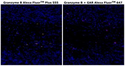 Invitrogen Granzyme B Monoclonal Antibody (496B), Alexa Fluor Plus 555