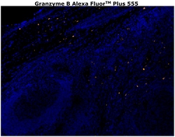 Invitrogen Granzyme B Monoclonal Antibody (496B), Alexa Fluor Plus 555