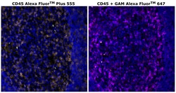 Invitrogen™ CD45 Monoclonal Antibody (CD45-2B11), Alexa Fluor™ Plus 555