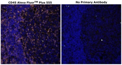 Invitrogen&trade;&nbsp;CD45 Monoclonal Antibody (CD45-2B11), Alexa Fluor&trade; Plus 555