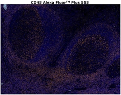 Invitrogen&trade;&nbsp;CD45 Monoclonal Antibody (CD45-2B11), Alexa Fluor&trade; Plus 555