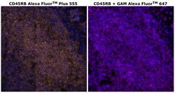 Invitrogen CD45RB Monoclonal Antibody (PD7/26), Alexa Fluor Plus 555 500
