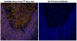 Invitrogen CD45RB Monoclonal Antibody (PD7/26), Alexa Fluor Plus 555 500