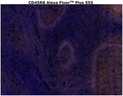 Invitrogen CD45RB Monoclonal Antibody (PD7/26), Alexa Fluor Plus 555 500