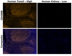 Invitrogen™ CD45RB Monoclonal Antibody (PD7/26), Alexa Fluor™ Plus 555