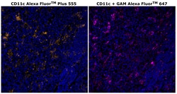 Invitrogen CD11c Monoclonal Antibody (118/A5), Alexa Fluor Plus 555 500