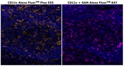 Invitrogen CD11c Monoclonal Antibody (118/A5), Alexa Fluor Plus 555 500