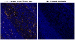 Invitrogen CD11c Monoclonal Antibody (118/A5), Alexa Fluor Plus 555 500