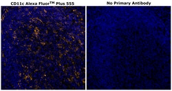 Invitrogen CD11c Monoclonal Antibody (118/A5), Alexa Fluor Plus 555 500