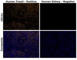 Invitrogen™ CD11c Monoclonal Antibody (118/A5), Alexa Fluor™ Plus 555