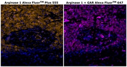Invitrogen Arginase 1 Monoclonal Antibody (sl6arg), Alexa Fluor Plus 555